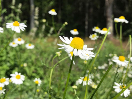 Plant magic for healing trauma