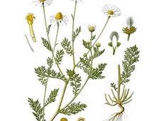 Chamomile: Matricaria recutita