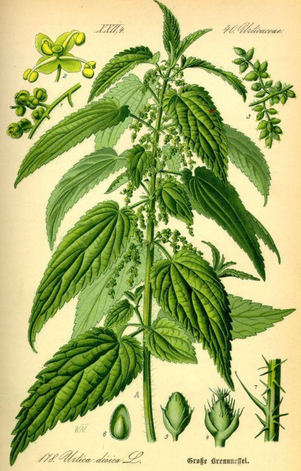 Vintage botanical illustration of stinging nettle with green leaves, flowers, and labeled parts on a cream background.