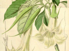 Angel’s Trumpet (Brugmansia spp.) ~ Plant Identification