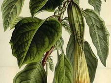 The Angel’s Trumpet: A Historical Story