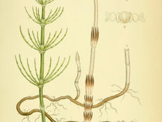Horsetail is an ancient vascular plant and is not a flowering plant.
