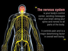 How Does Breathing Affect Your Nervous System?
