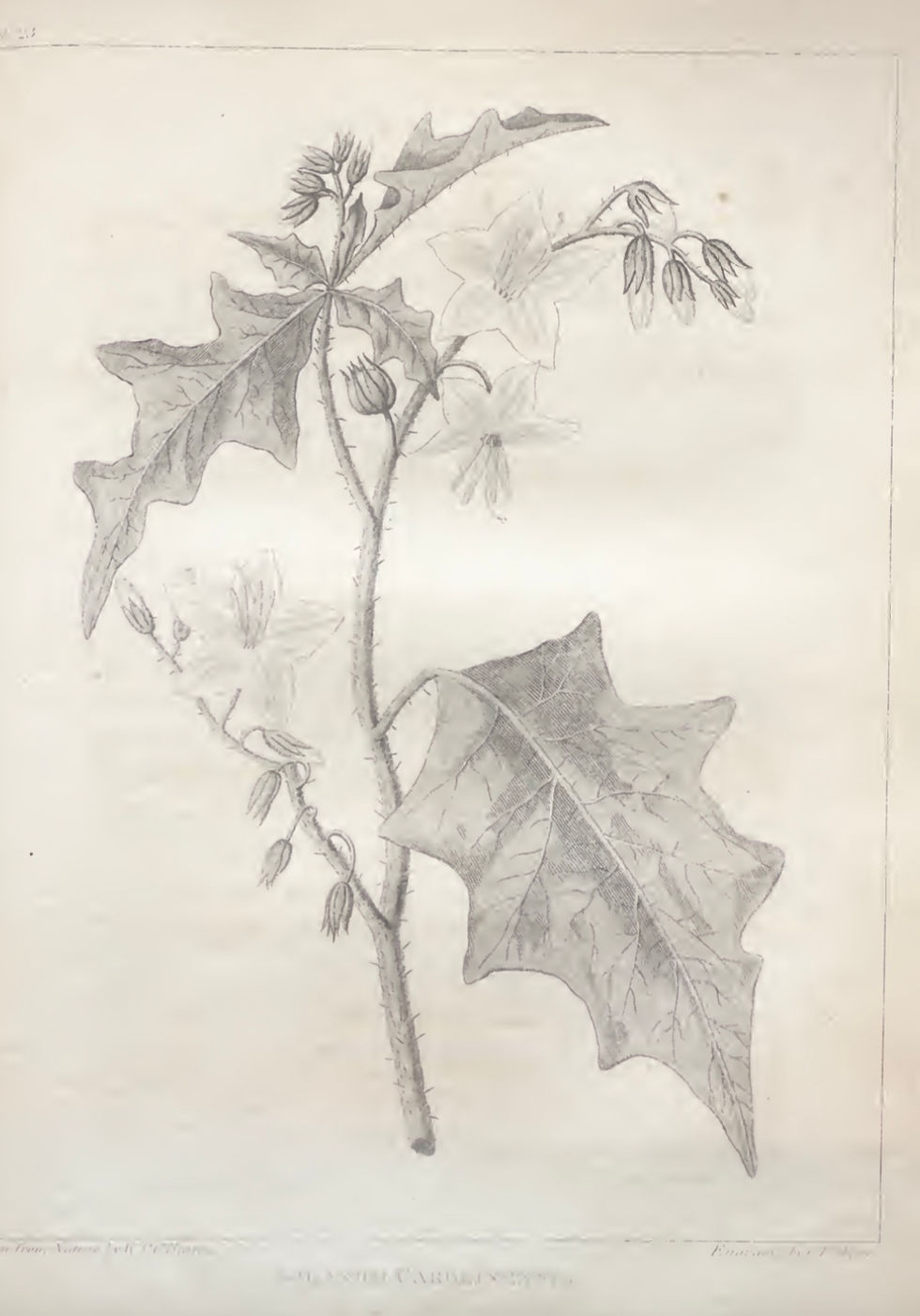 A Flora of North America: Illustrated by Coloured Figures, Drawn from Nature. “Solanum carolinense — Carolina Nightshade, Horse-nettle.” Historical botanical plate.