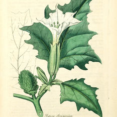 Datura stramonium: The Devil’s Trumpet