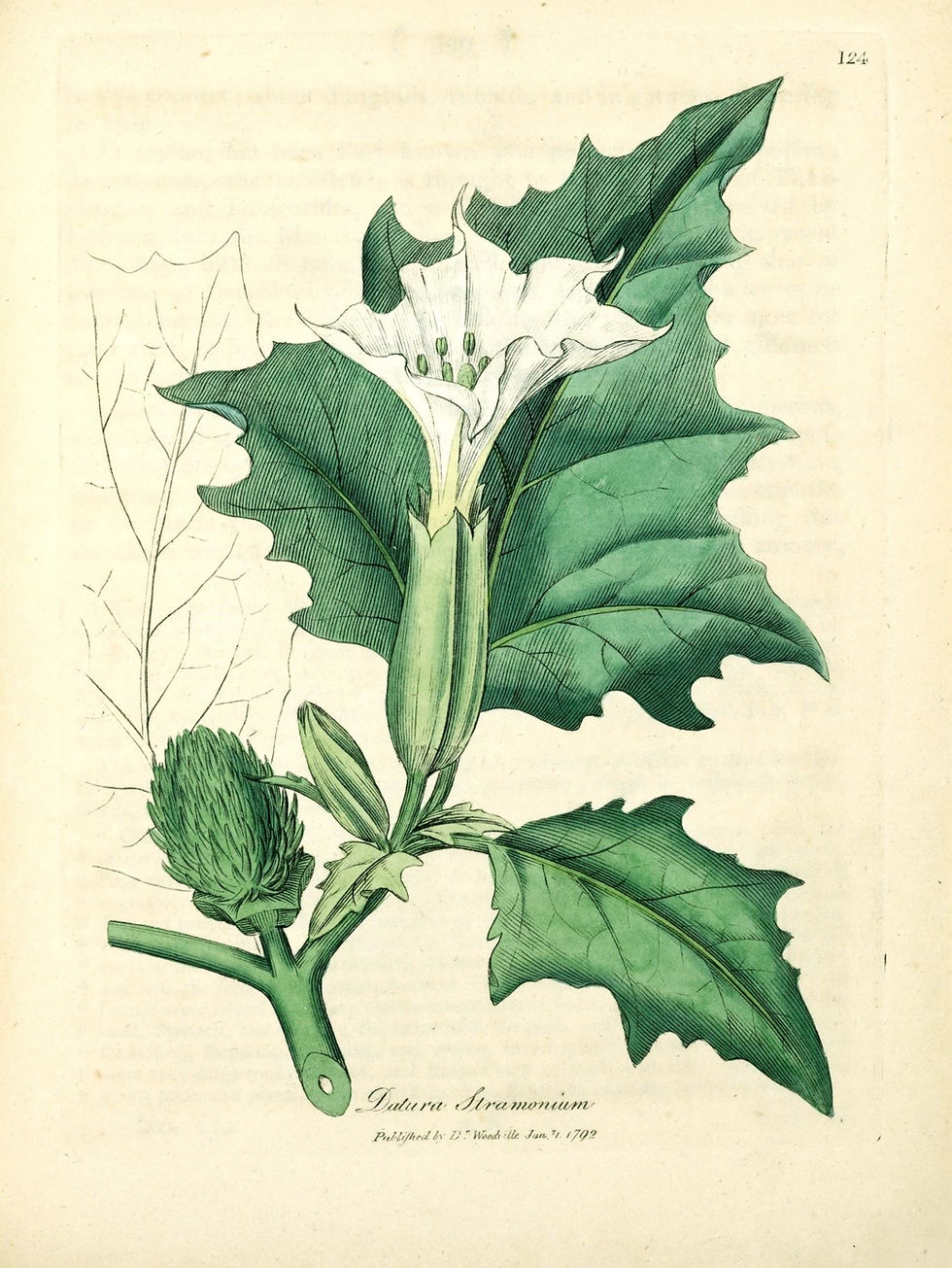 Datura stramonium: The Devil’s Trumpet