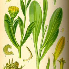 Calendula: Calendula officinalis