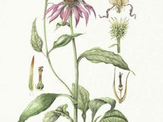 Echinacea: Echinacea purpurea