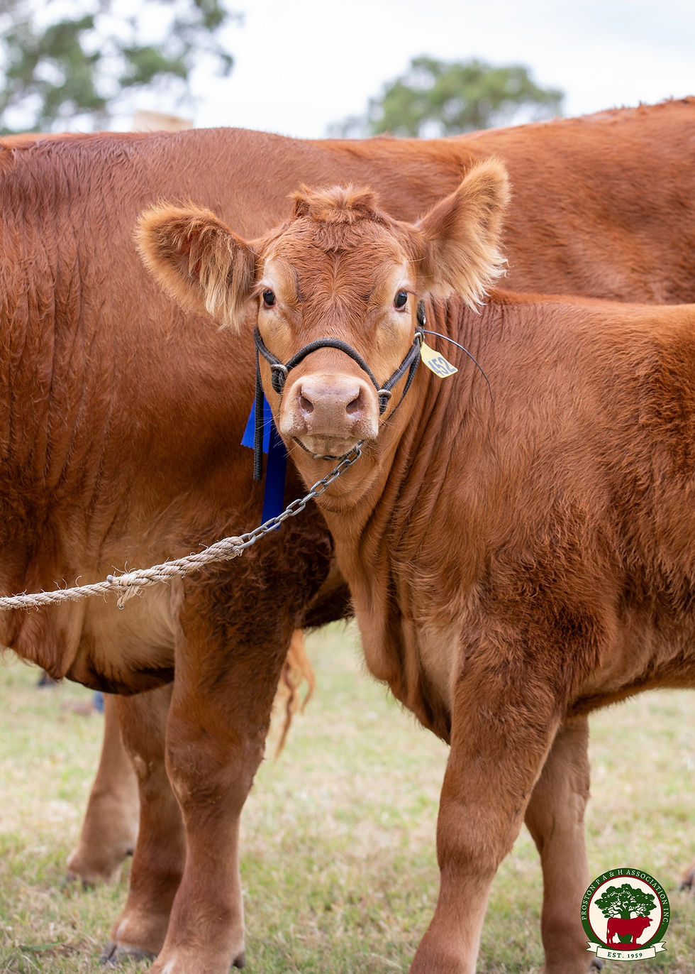 489821391_1076255114530283_5406580564461560462_n