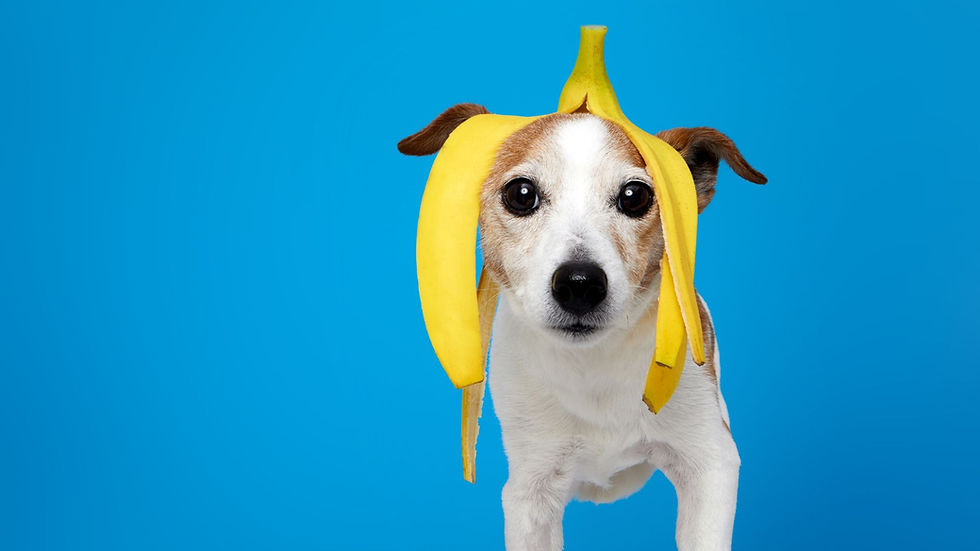 Hund mit Bananenschale auf dem Kopf