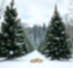 winter scenery with evergreen trees and wedding rings..jpg