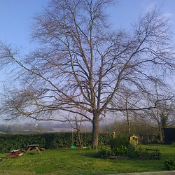 Arboriste Grimpeur Taille et soins aux arbres, éclaircie, sécurité, bois morts, respect de l'arbre, technique de corde. élagage des branches et abattage des arbres Landes, Pays Basque, Béarn. Arboriste élagueur bucheron cordiste Saubusse Dax Saint-Vincent-de-Tyrosse, Labenne, Leon, Tartas, Hossegor, Capbreton, Peyrehorade, Bidache, Urt, Bayonne, Biarritz, Anglet, Bidart, Urrugne, Briscous, Hasparren, Cambo, Urt, Saint-Palais, Sauveterre, Mont-de-Marsan, Pau, Lescar, Artix, Jurançon