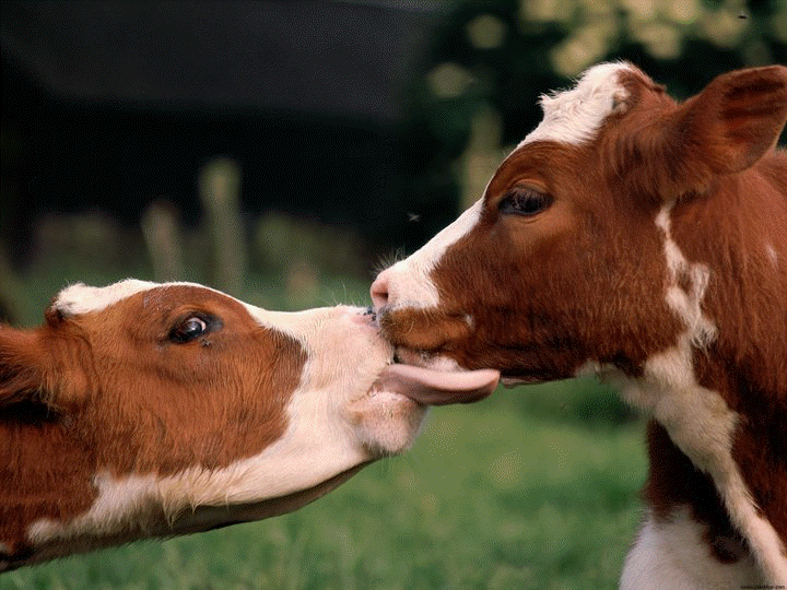 cowsspeak1