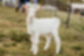 Saanen goat, baby goat