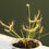 Miniatura: Drosera binata var. "multifida"