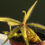Miniatura: Drosera adelae