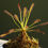 Miniatura: Drosera capensis