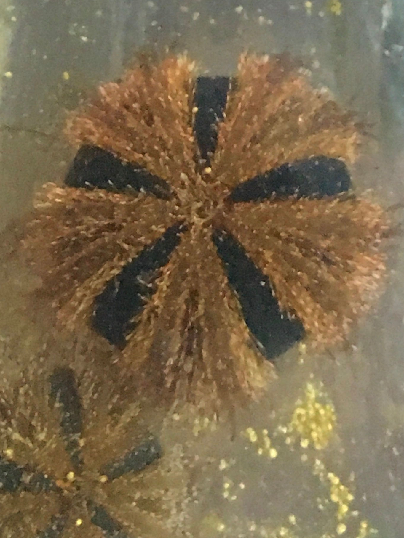 Aquaculture blue tuxedo urchins 