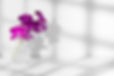 Sprig of purple orchid in vase on white background with bright lighting, copy space, horiz