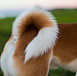 close-up-curly-dog-tail.jpg