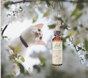 Elixirs de Bach personnalisés au Domaine de la Belle Verte proche Clécy