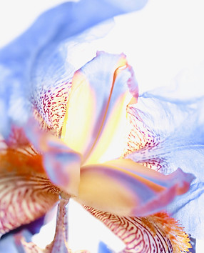 Copie de Fleur_corrigée.jpg