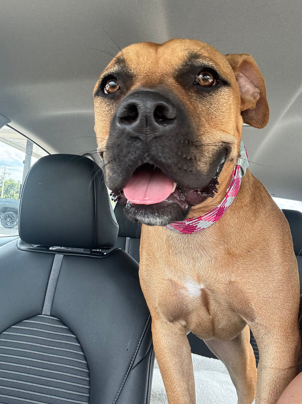 Skye’s first road trip home