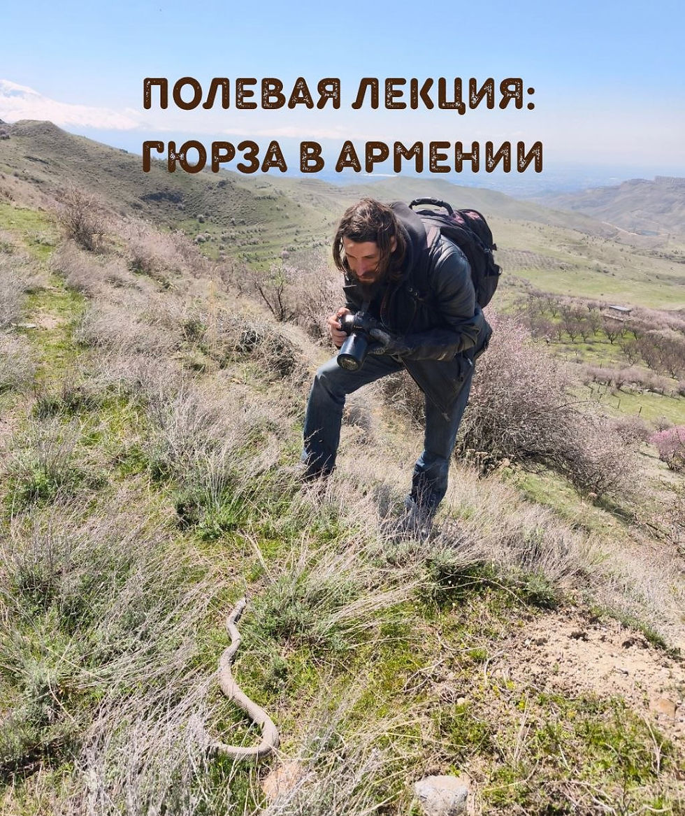 Полевая лекция: гюрза в Армении