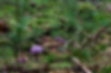 mushrooms-478055_1280.jpg
