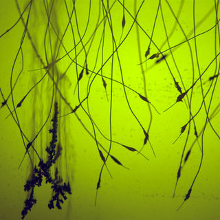 Mediaruimte, LAb[au]