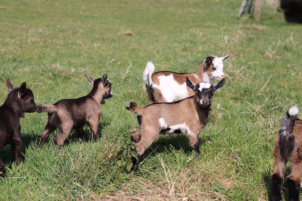 Pygmy Goat Kids