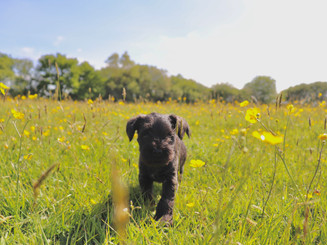 Puppy SChnauzer