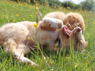Puppies Playing