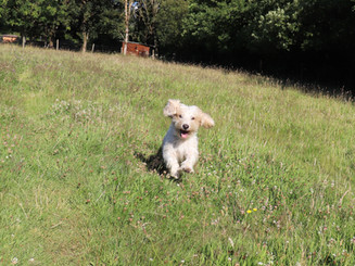 PBGV