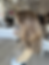 Thumbnail: TP29947-48/50/53: LIGHT LEXIE 6 ROOT 8X8 16"