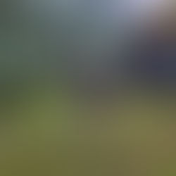 Nurturing the Golden Years: Unveiling 6 Secrets to Senior Pet Longevity