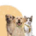 PET