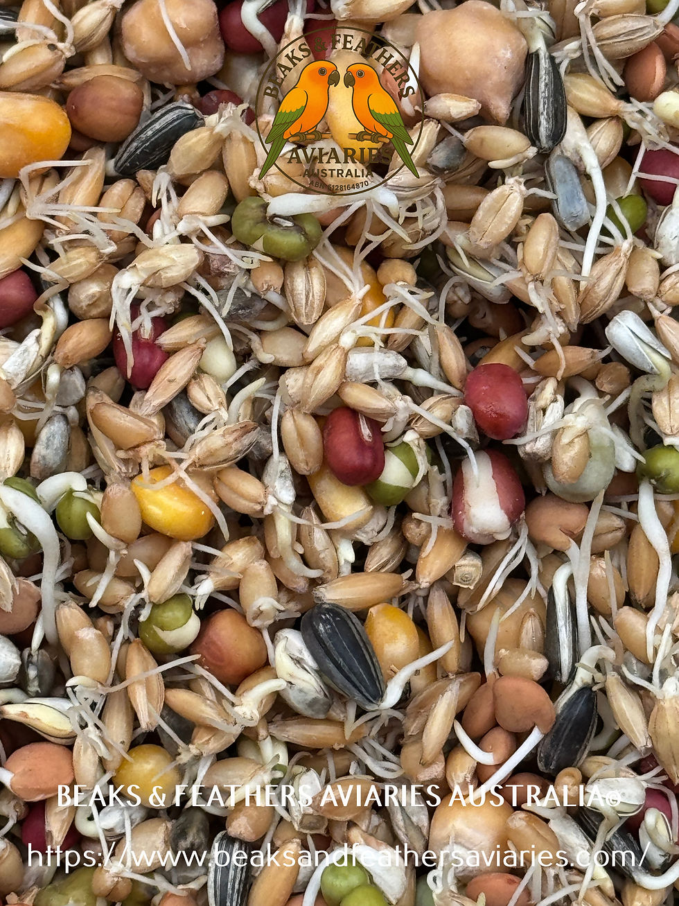 Thumbnail: BFA.Aust. SPROUTING BLEND 