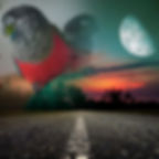 Close-up view of vibrant crimson bellied conure perched on a branch