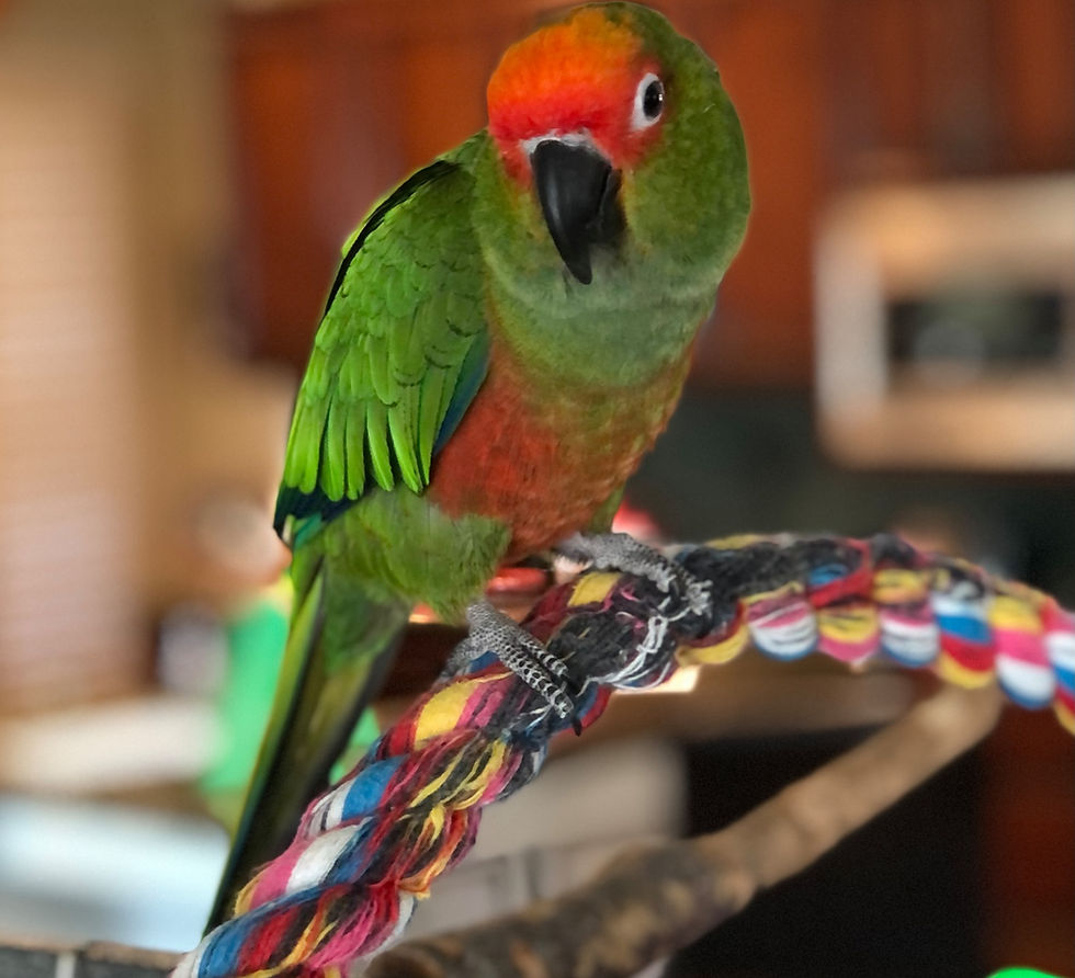 GOLD CAPPED CONURE