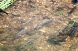 MIGRADORES FLUVIALES