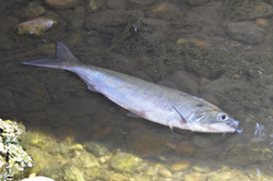 MIGRACIÓN MALOGRADA