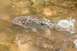 20110426_RML2223_CARAUR-remonta.png