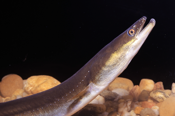 Anguilla Anguila Eel