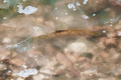 20110506_0070_BARMIC