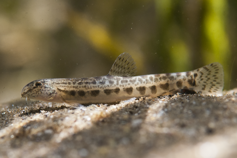 Colmilleja (Cobitis paludica)