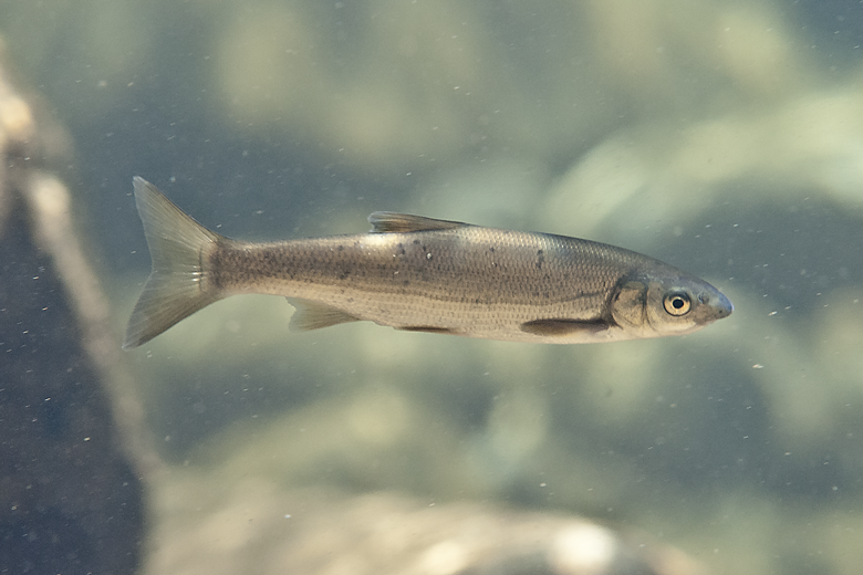 Boga del Duero Nase (Pseudochondrostoma duriense)