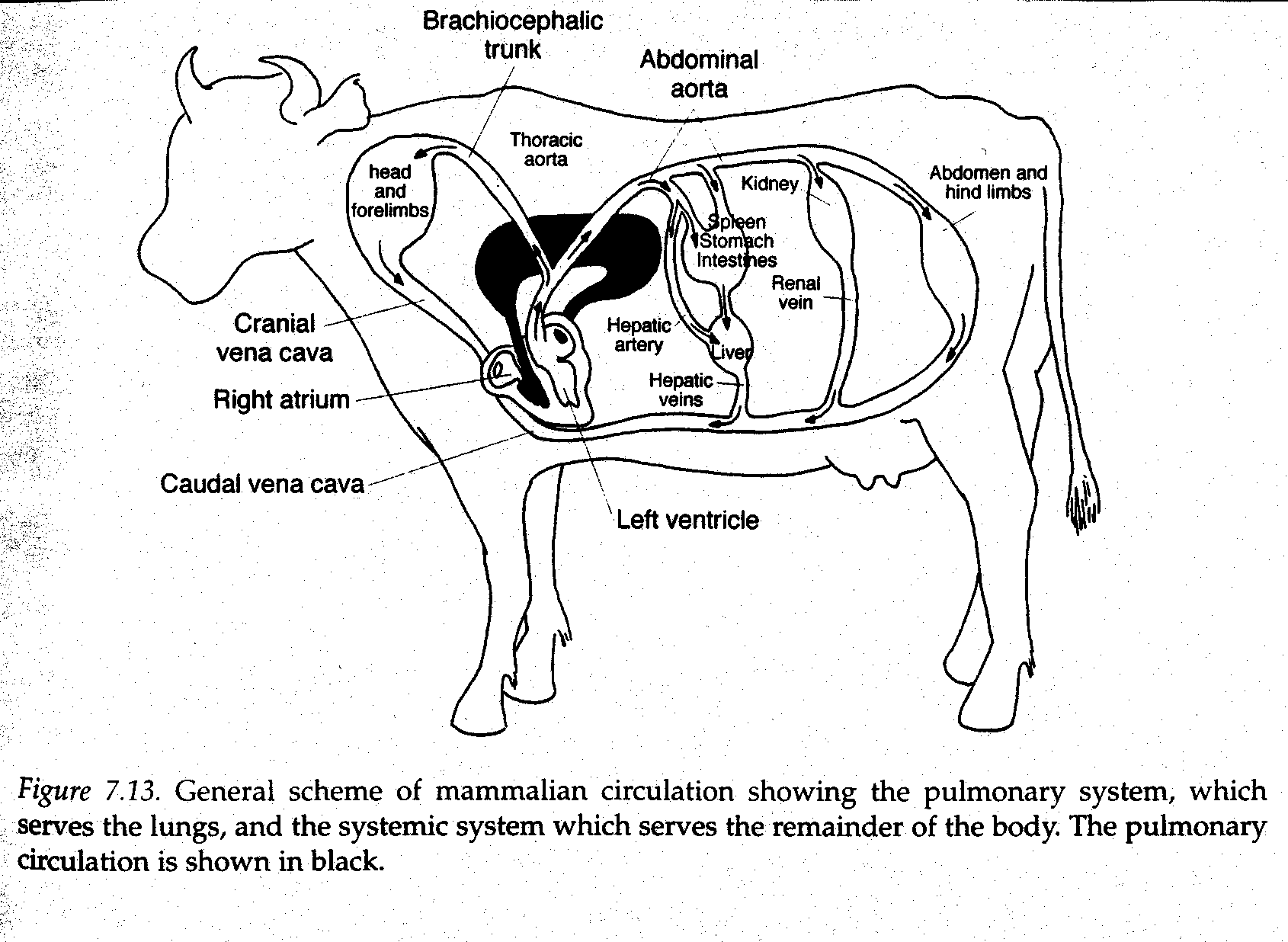 Lesson 4.3.3 Understanding the Physiology of Bison Bloodflow and