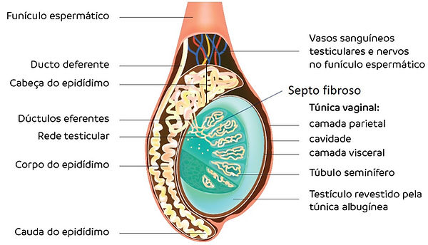 Imagem1.jpg