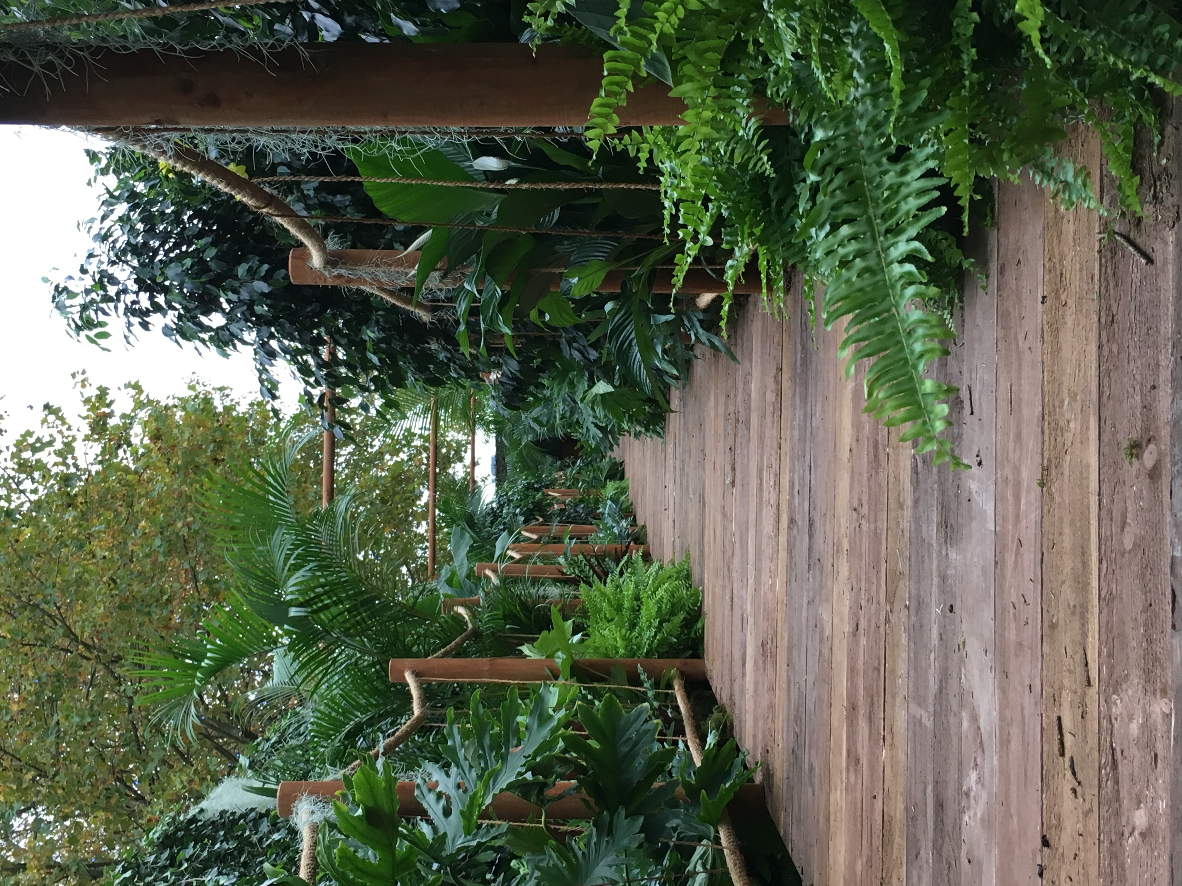 Pop Up Rainforest